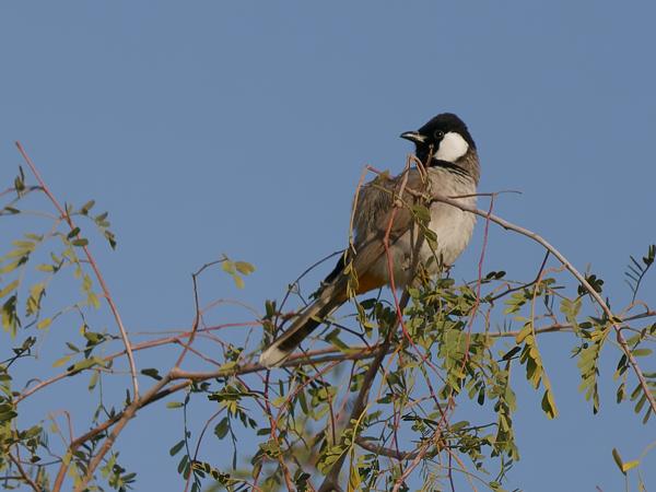 <h3><a href="/trips/oman/biota/animalia/chordata/aves/040 passeriformes/074 pycnonotidae/pycnonotus leucotis/pycnonotus leucotis-nl.html">Pycnonotus&nbsp;leucotis</a> / White‑eared&nbsp;bulbul / Witoorbuulbuul</h3>OM-1 Mark II met OLYMPUS M.150-400mm F4.5 TC, 1/2000 sec  bij F5.6, ISO 400, afstand 33.8&nbsp;m